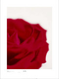 Rose, Dark Red on White Posters av Michael Banks Rose, Dark Red on White Posters av Michael Banks
