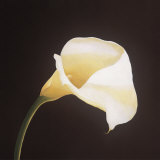Calla Lily Poster by Hampton Hall Calla Lily Poster by Hampton Hall