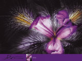 Iris Plakater af JoSon Iris Plakater af JoSon
