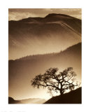 Rêves de désert II Posters
