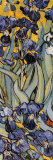 Irises  Poster von Vincent van Gogh