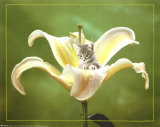 Chaton Posters