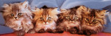 Chats sous une couverture Photographie