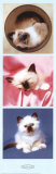 Chatons Posters