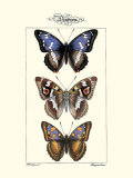 Butterflies II Posters