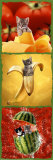 Kittens and Food Photo