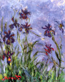 Claude Monet - Kosatce Reprodukce Claude Monet - Kosatce Reprodukce
