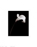 Calla Láminas por Sara Liu