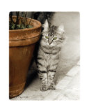 Minou Affiches par Joane Mcdermott