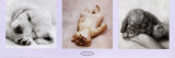 Animal Babies Print