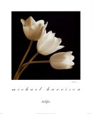 Three Tulips Plakater af Michael Harrison