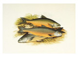 Windermere Charr Posters