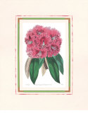 Rhododendron No. 3 Póster Rhododendron No. 3 Póster