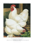 White Cochins Posters