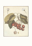 French Fruit Plate, Cherries Posters