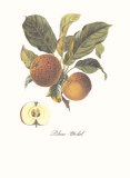 Apple, Blanc-Michel Print by Francois Langlois
