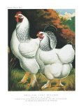 American Light Brahmas Prints