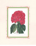 Rhododendron I Pósters Rhododendron I Pósters