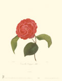 Camellia Campsii Alba Affiches