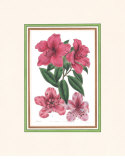 Azalea I Prints Azalea I Prints