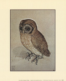 Little Owl Plakat autor Albrecht Dürer