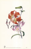 Flowers Prints by Louise Anne Twarmley