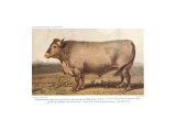 Boeuf-Bazadais Láminas Boeuf-Bazadais Láminas
