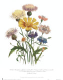 Centaurea Crocadylium Prints by Jane W. Loudon