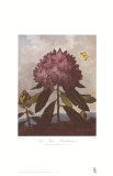 The Pontic Rhododendron Poster by Dr. Robert J. Thornton