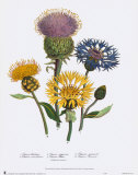 Centaurea Montana Pósters por Jane W. Loudon