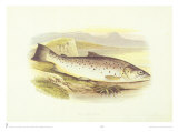 Great Lake Trout Prints