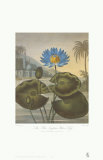 The Blue Egyptian Water-Lily Art by Dr. Robert J. Thornton