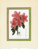 Azalea III Art Azalea III Art