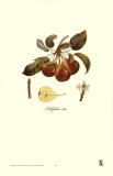 Pear, Bellifsime d'Ete Poster by Francois Langlois