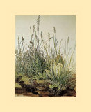 Albrecht Dürer - Tall Grass Plakát