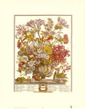 Twelve Months of Flowers, 1730, October Posters par Robert Furber