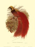 Paradise Intermedia Láminas