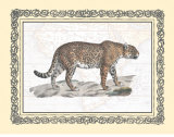 Jaguar Poster