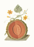 Melon Posters by George Brookshaw