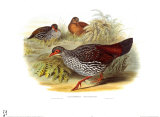 Galloperdix Zeylonensis Arte por John Gould