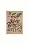 Angelica Arcangelica Posters by Jacopo Ligozzi