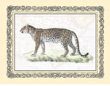 Leopardo Láminas Leopardo Láminas