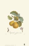 Pears, Imperiale Prints by Francois Langlois