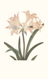 Amarilis Pósters por Peter Brown Amarilis Pósters por Peter Brown