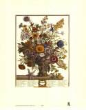 Twelve Months of Flowers, 1730, November Posters par Robert Furber