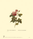 Roses Prints by Pierre-Joseph Redouté