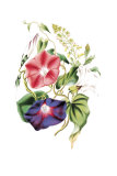 Flores Póster por Louise Anne Twarmley Flores Póster por Louise Anne Twarmley