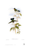 Panterpe Insignis, Hummingbirds Art by John Gould