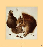 Squirrels Prints by Albrecht Dürer