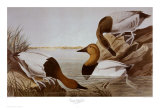 Canvasback Duck Print by John James Audubon Canvasback Duck Print by John James Audubon
